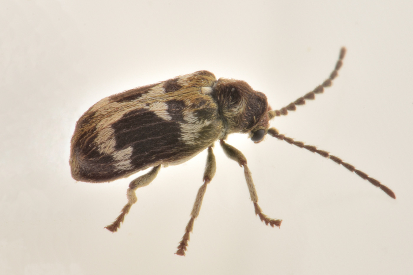 Anobiidae: Ptinomorphus regalis? Sì.